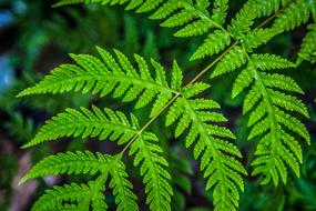 The Leaves Green