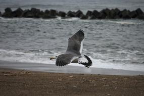 seagull flies low over the sea beach