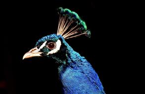 portrait of ravishing Peacock Pride Bird