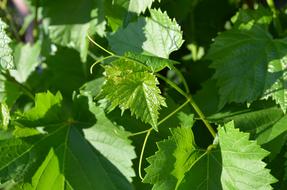 Grape Leaves Green