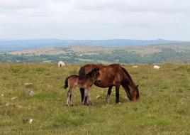 horse with foal on a pasture in the mountains