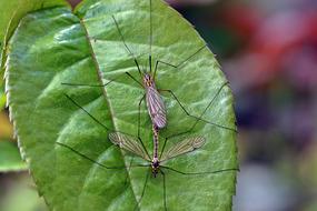 Komarnica Insect Tipula