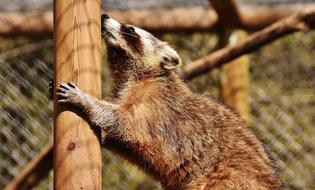 Raccoon Wild Animal Furry