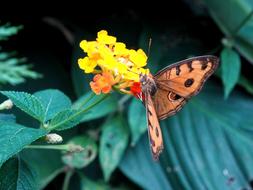 peacock pansy Butterfly on yellow Flower