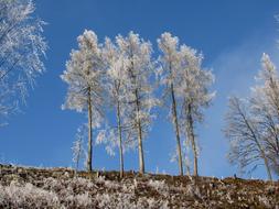 Trees Frost Winter