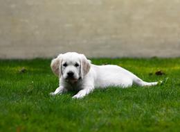 white puppy dog laying on lawn