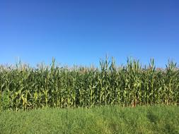 Landscape of the beautiful and colorful corn field, with the plants, under the blue sky