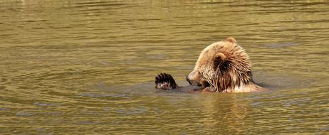 wet bathing bear