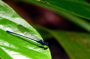 goodly Dragonfly Odonata