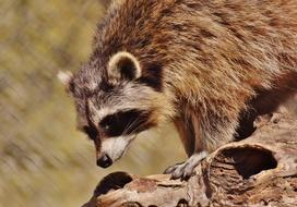 fabulous Raccoon Wild Animal