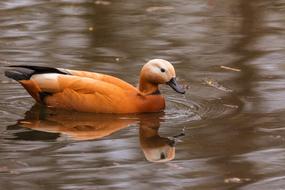 Rust Goose Tadorna
