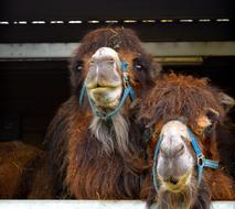 two Camels in blue bridles