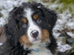 cute fluffy bernese mountain puppy