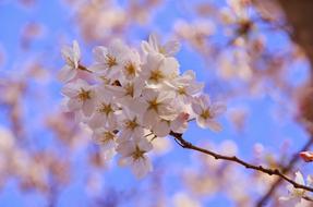 white flowers on a thin tree branch