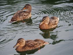 three brown ducks swim in the pond