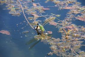 green dragonfly on the surface of the pond