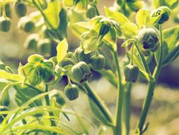 green flowers in the garden