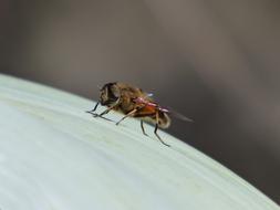 Hoverfly False Bee