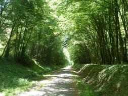 Trees On Road Path Dappled Light