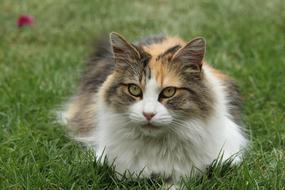 spotted domestic cat lies on a lawn in the garde