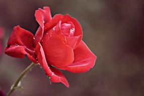 Rose Rain Drops After The