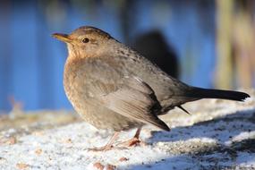 Blackbird Winter