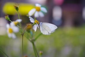 Flowers And white Butterfly