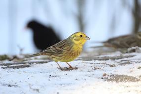 fabulous Goldammer Bird Winter
