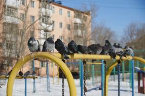 Dove Winter Yard The Urban