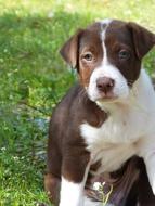 Dog Pet green grass