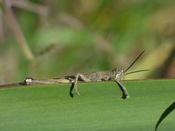 Orthopteron Grasshopper Leaf