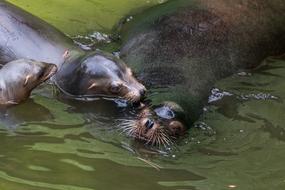 California Sea Lion Water