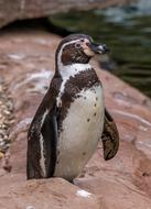 Humboldt Penguin near the water close up