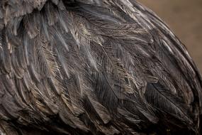 Bouquet Feather Flightless Bird