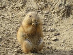 Prairie Dog Animals