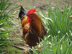 goodly Cock Poultry