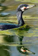 Cormorant Waterfowl