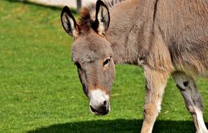 Donkey green grass