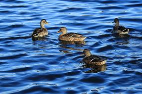 Wild Ducks Pond