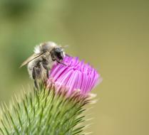 fabulous Bee and Thistle