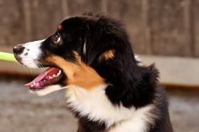profile portrait of a purebred dog with protruding tongue