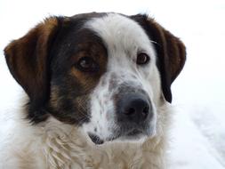 impressively beautiful Dog Irina
