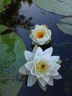 Lily River