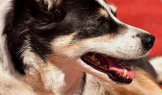 Dog Pet Animal