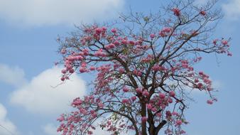 Tree Pink Flowers Blue Sky Cloud