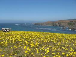 Wildflowers Pacific Ocean