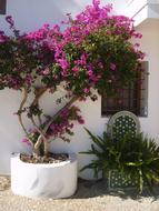Altea Tree Street