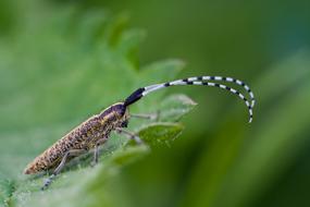 Bock Beetle Insect