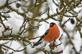 Bullfinch Male Bird