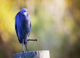 blue tropical bird without legs